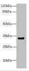 CD300a Molecule antibody, LS-C675487, Lifespan Biosciences, Western Blot image 