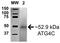 Autophagy Related 4C Cysteine Peptidase antibody, orb383962, Biorbyt, Western Blot image 