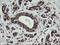 Chimerin 1 antibody, LS-C337819, Lifespan Biosciences, Immunohistochemistry paraffin image 