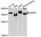 ZW10 Interacting Kinetochore Protein antibody, abx127089, Abbexa, Western Blot image 