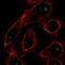 5-Oxoprolinase, ATP-Hydrolysing antibody, HPA052429, Atlas Antibodies, Immunofluorescence image 