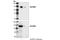 Receptor Tyrosine Kinase Like Orphan Receptor 1 antibody, 4102S, Cell Signaling Technology, Western Blot image 