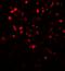 NADPH Oxidase 4 antibody, LS-B12123, Lifespan Biosciences, Immunofluorescence image 