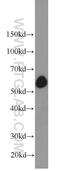 SIM BHLH Transcription Factor 2 antibody, 21069-1-AP, Proteintech Group, Western Blot image 