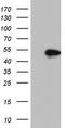 NK2 Homeobox 1 antibody, TA803184S, Origene, Western Blot image 