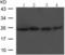 Stem cell factor antibody, TA321226, Origene, Western Blot image 