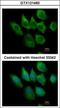 S100 Calcium Binding Protein A6 antibody, GTX121460, GeneTex, Immunofluorescence image 