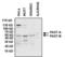 Paired Box 7 antibody, GTX54533, GeneTex, Western Blot image 