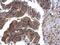 Mitogen-Activated Protein Kinase 1 antibody, PA5-29636, Invitrogen Antibodies, Immunohistochemistry frozen image 