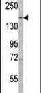 PH Domain And Leucine Rich Repeat Protein Phosphatase 1 antibody, PA5-14994, Invitrogen Antibodies, Western Blot image 