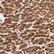 MLC-2 antibody, PA5-58718, Invitrogen Antibodies, Immunohistochemistry frozen image 
