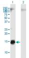 Apolipoprotein C4 antibody, H00000346-B01P, Novus Biologicals, Western Blot image 