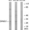 Olfactory Receptor Family 9 Subfamily G Member 1 antibody, TA316429, Origene, Western Blot image 