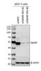 Nuclear Prelamin A Recognition Factor antibody, NBP2-55660, Novus Biologicals, Western Blot image 