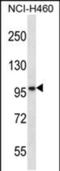 Solute Carrier Family 6 Member 17 antibody, PA5-48587, Invitrogen Antibodies, Western Blot image 