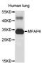 Microfibril Associated Protein 4 antibody, STJ26518, St John