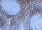 CD5 Molecule antibody, GTX79428, GeneTex, Immunohistochemistry paraffin image 