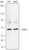 GATA Binding Protein 5 antibody, AF2170, R&D Systems, Western Blot image 