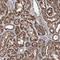 Actin Related Protein 6 antibody, NBP1-89000, Novus Biologicals, Immunohistochemistry paraffin image 