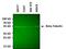 Tubulin antibody, MA5-16308-A488, Invitrogen Antibodies, Western Blot image 