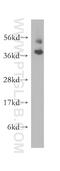 Protein FAM127A antibody, 10307-1-AP, Proteintech Group, Western Blot image 