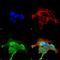 G Protein-Coupled Receptor Kinase 5 antibody, MA5-27695, Invitrogen Antibodies, Immunofluorescence image 