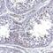 Ion Channel Sperm-associated Protein 4 antibody, NBP1-91751, Novus Biologicals, Immunohistochemistry frozen image 