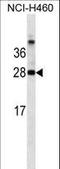 Galectin 3 antibody, LS-C165749, Lifespan Biosciences, Western Blot image 