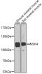 MutS protein homolog 4 antibody, 23-657, ProSci, Western Blot image 