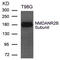 Glutamate receptor ionotropic, NMDA 2B antibody, MBS9410761, MyBioSource, Western Blot image 