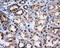 Protein Phosphatase Methylesterase 1 antibody, LS-C114895, Lifespan Biosciences, Immunohistochemistry frozen image 