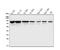 Afamin antibody, A00275-3, Boster Biological Technology, Western Blot image 