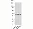 GAPDH antibody, N1074-100UG, NSJ Bioreagents, Western Blot image 