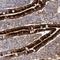 Apolipoprotein A4 antibody, NBP1-86179, Novus Biologicals, Immunohistochemistry frozen image 