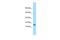 Glycosylphosphatidylinositol Anchored High Density Lipoprotein Binding Protein 1 antibody, PA5-45576, Invitrogen Antibodies, Western Blot image 