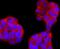 FOXP3 antibody, A00011-1, Boster Biological Technology, Immunocytochemistry image 