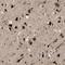 Myeloid Leukemia Factor 2 antibody, NBP1-82519, Novus Biologicals, Immunohistochemistry frozen image 