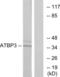 Cytosolic Thiouridylase Subunit 1 antibody, abx013675, Abbexa, Western Blot image 