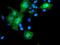 Leucine Rich Repeat Containing 25 antibody, MA5-26005, Invitrogen Antibodies, Immunocytochemistry image 