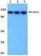 Nuclear Export Mediator Factor antibody, PA5-36308, Invitrogen Antibodies, Western Blot image 