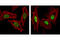 Histone Cluster 1 H2B Family Member B antibody, 5435S, Cell Signaling Technology, Immunofluorescence image 