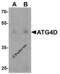 Autophagy Related 4D Cysteine Peptidase antibody, 8075, ProSci, Western Blot image 
