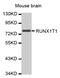 RUNX1 Partner Transcriptional Co-Repressor 1 antibody, MBS125508, MyBioSource, Western Blot image 