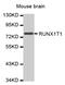 CDR antibody, MBS125508, MyBioSource, Western Blot image 