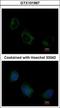 Eukaryotic Translation Initiation Factor 3 Subunit F antibody, GTX101967, GeneTex, Immunocytochemistry image 