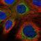 GTPase Era, mitochondrial antibody, NBP1-89703, Novus Biologicals, Immunofluorescence image 