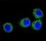 Fibroblast growth factor receptor 2 antibody, F50618-0.4ML, NSJ Bioreagents, Western Blot image 