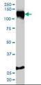 Stromal Antigen 1 antibody, orb94682, Biorbyt, Western Blot image 