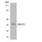 Olfactory Receptor Family 2 Subfamily Y Member 1 antibody, LS-C200347, Lifespan Biosciences, Western Blot image 