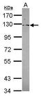 Pleckstrin And Sec7 Domain Containing 4 antibody, GTX121282, GeneTex, Western Blot image 